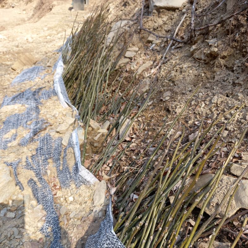 장터 상품 [조실성박피호두 묘목] 썸네일