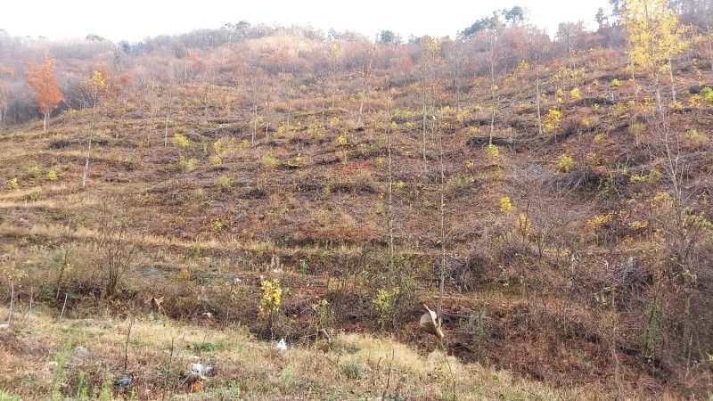 까두까두 님의 장터 판매 상품 [조실성박피호두 묘목] 첨부 사진