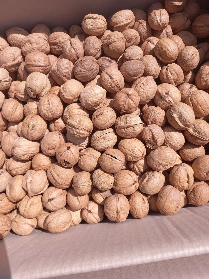 까두까두 님의 장터 판매 상품 [조실성박피호두 묘목] 첨부 사진