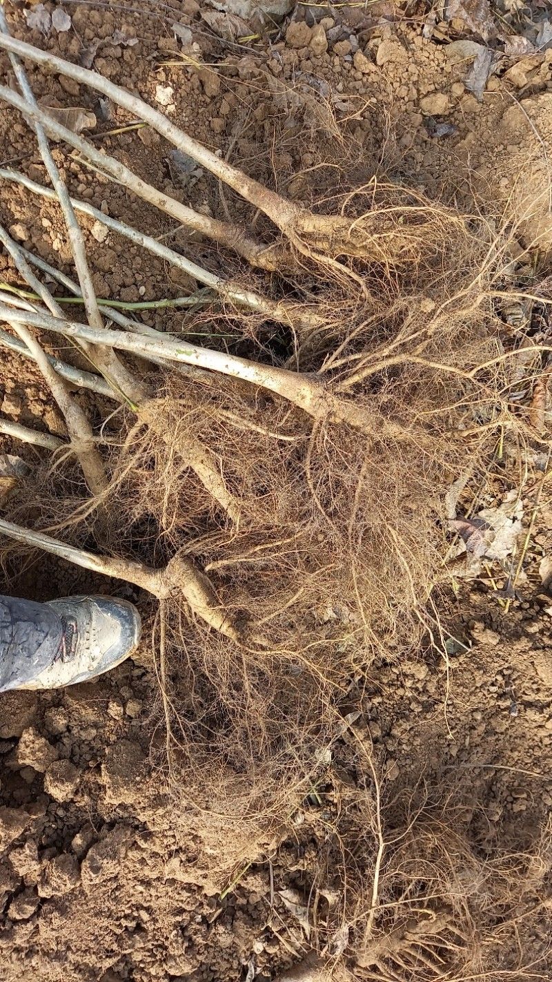 까두까두 님의 장터 판매 상품 [조실성박피호두 묘목] 첨부 사진
