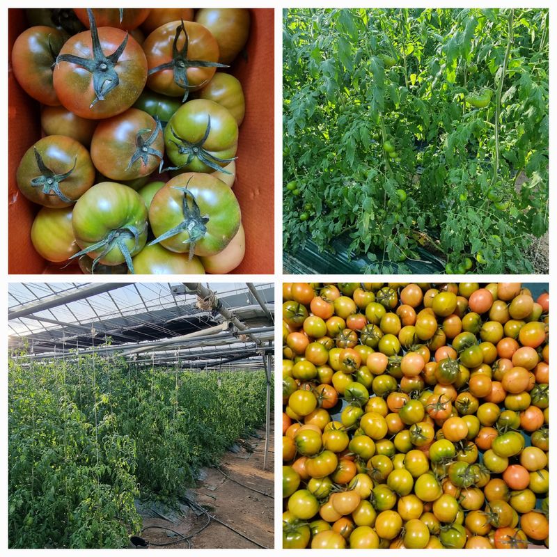 장터 상품 [대저 짭짤이 토마토 마감] 썸네일