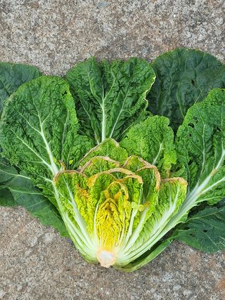 이영환님의 배추 · 병해충상담 작성글 사진