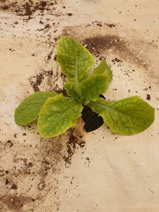 은하의아침님의 상추 · 병해충상담 작성글 사진