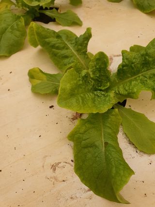 은하의아침님의 상추 · 병해충상담 작성글 사진