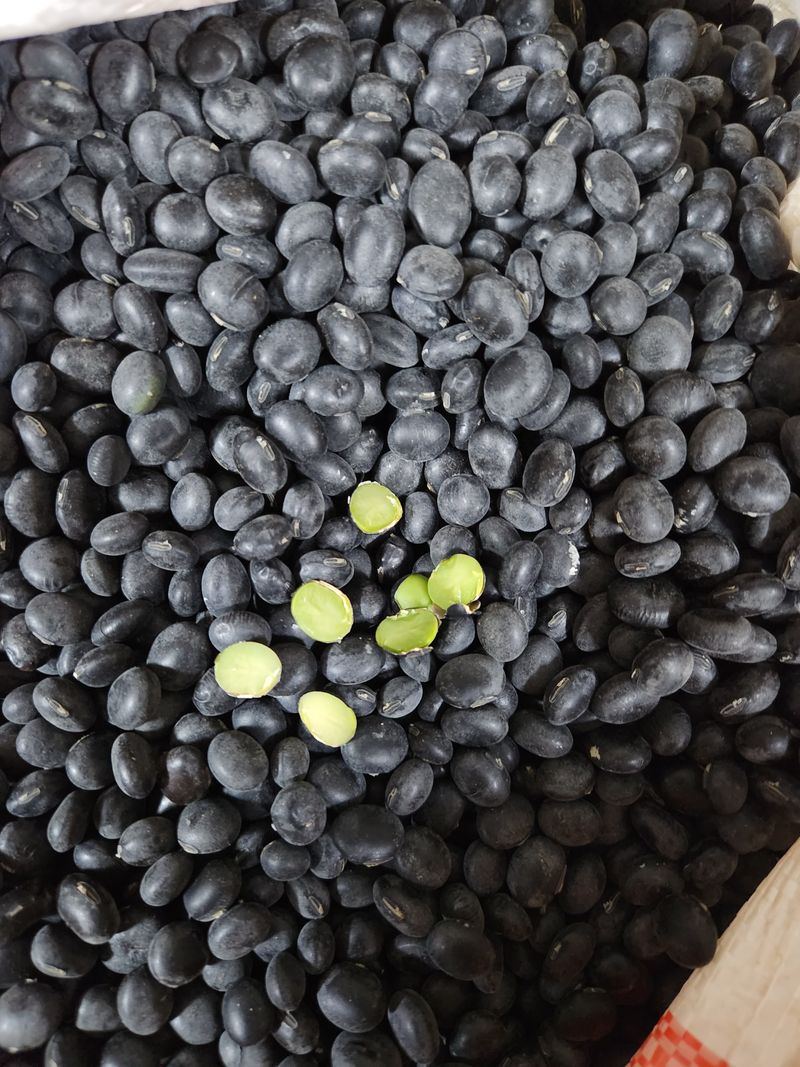 장터 상품 [서리태 40키로] 썸네일