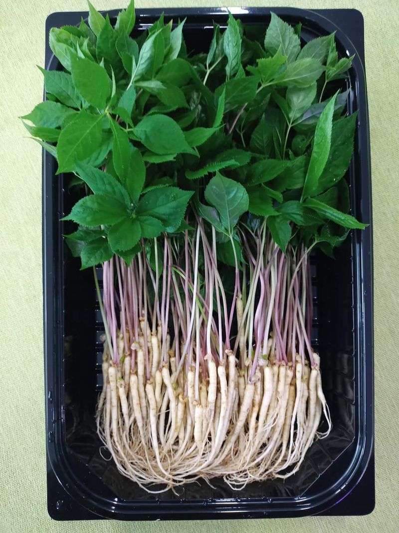 바이오진담 ㅡ새싹삼님의 장터 판매 상품 [새싹삼 100뿌리 ] 첨부 사진