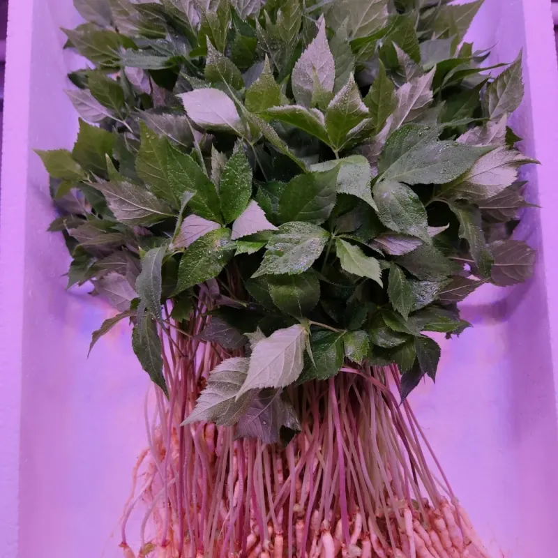 장터 상품 [새싹삼 100뿌리 ] 썸네일