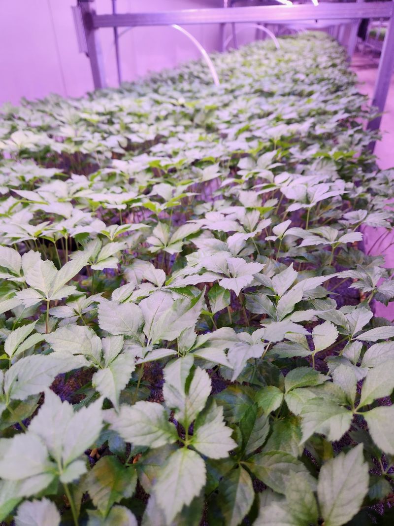 바이오진담 ㅡ새싹삼님의 장터 판매 상품 [새싹삼 100뿌리 ] 첨부 사진