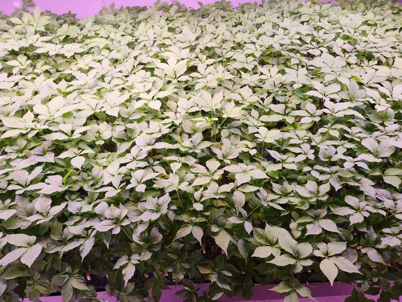 바이오진담 ㅡ새싹삼님의 장터 판매 상품 [새싹삼 100뿌리 ] 첨부 사진