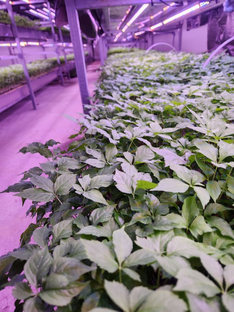 바이오진담 ㅡ새싹삼님의 장터 판매 상품 [새싹삼 100뿌리 ] 첨부 사진