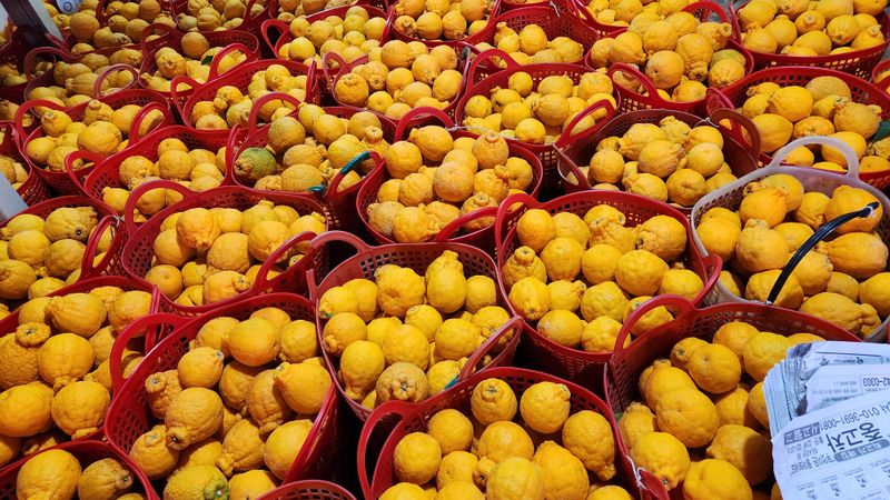 장터 상품 [한라봉10kg(40~43)] 썸네일