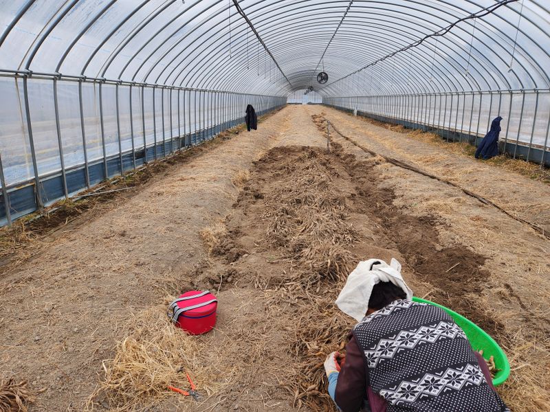 이창신님의 장터 판매 상품 [천문동묘목4년생 팝니다] 첨부 사진
