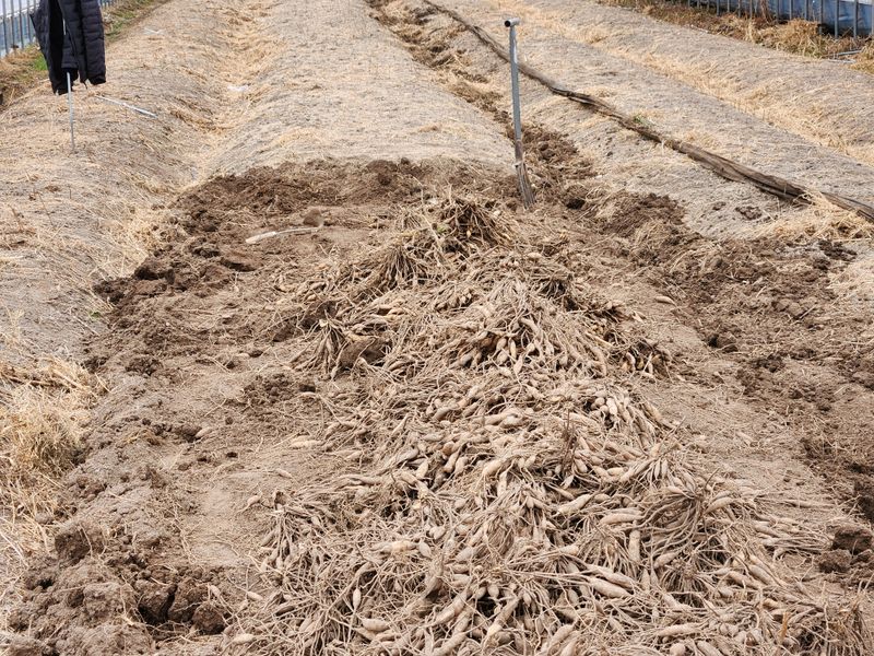 이창신님의 장터 판매 상품 [천문동묘목4년생 팝니다] 첨부 사진