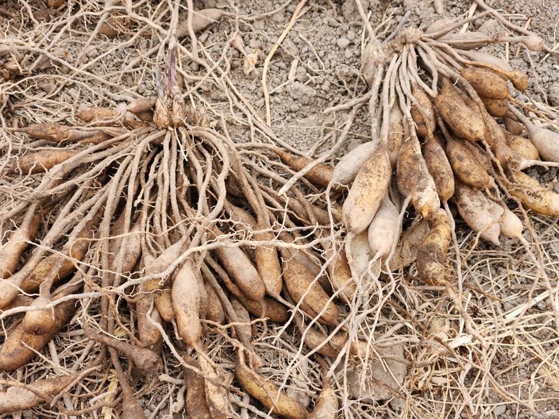 이창신님의 장터 판매 상품 [천문동묘목4년생 팝니다] 첨부 사진