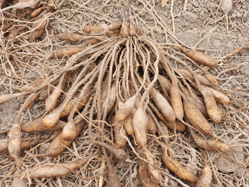 이창신님의 장터 판매 상품 [천문동묘목4년생 팝니다] 첨부 사진