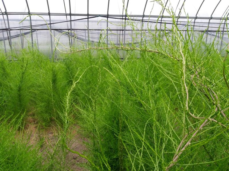 이창신님의 장터 판매 상품 [천문동묘목4년생 팝니다] 첨부 사진