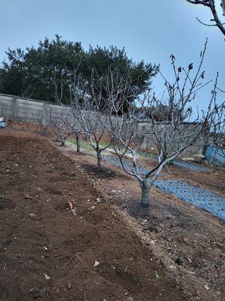 체리123님의 자두 · 자유게시판 작성글 사진