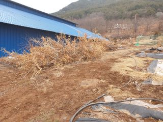 허굴산농장님의 기타작물 · 자유게시판 작성글 사진