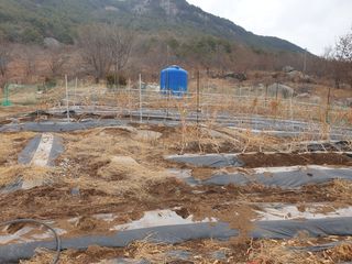 허굴산농장님의 기타작물 · 자유게시판 작성글 사진