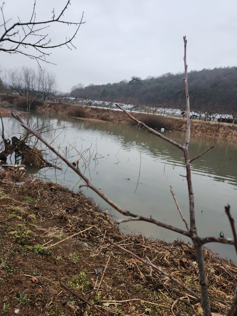 장터 상품 [태추단감묘목   01038837036] 썸네일