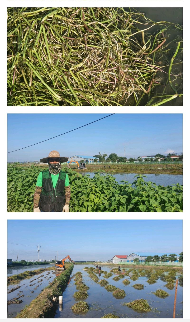 주)미산 조전무님의 장터 판매 상품 [피롤땅심이 ] 첨부 사진