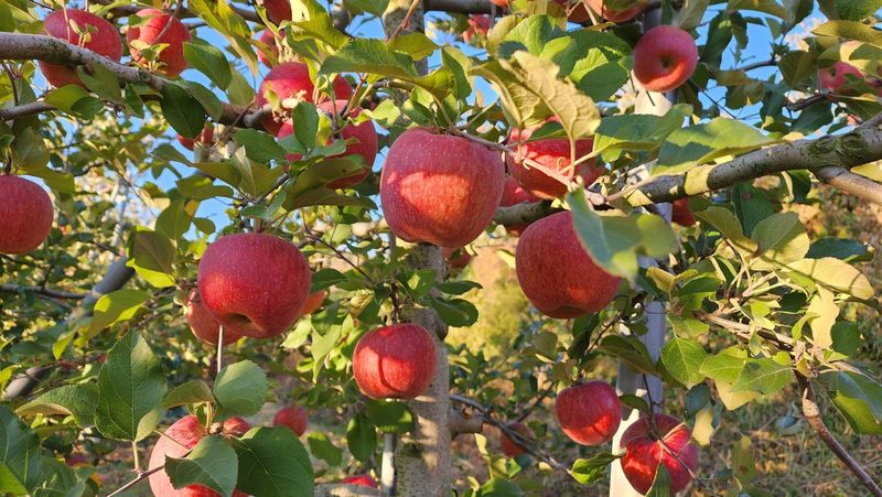 주)미산 조전무님의 장터 판매 상품 [피롤땅심이 ] 첨부 사진