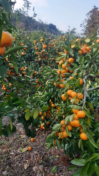 주)미산 조전무님의 작성글 사진