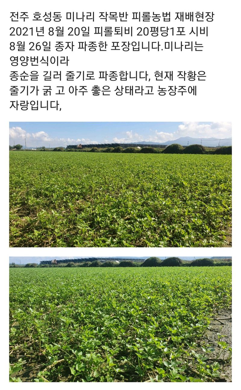 주)미산 조전무님의 장터 판매 상품 [피롤땅심이 ] 첨부 사진