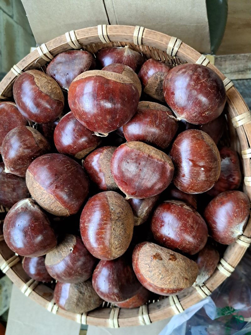 강의숙님의 장터 판매 상품 [신품종새바람서리태] 첨부 사진