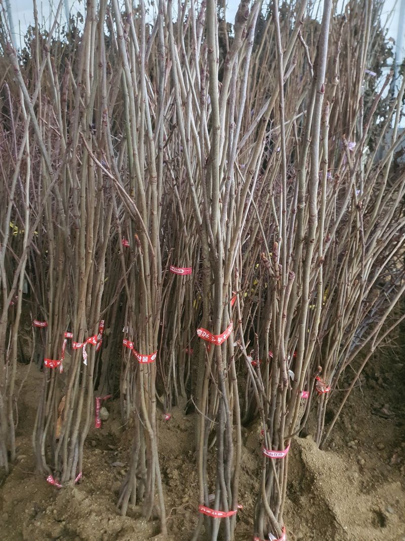 이경철님의 장터 판매 상품 [유실수 묘목 판매합니다] 첨부 사진