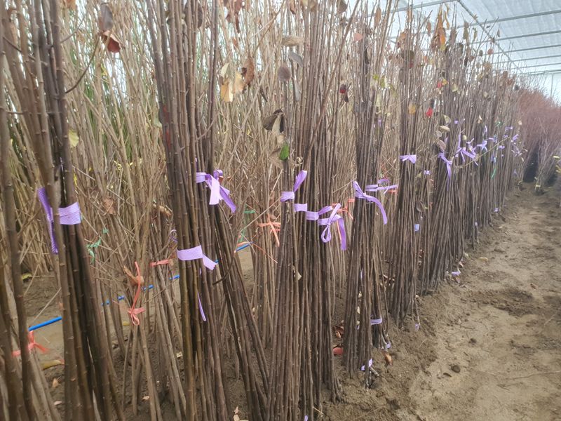 이경철님의 장터 판매 상품 [유실수 묘목 판매합니다] 첨부 사진