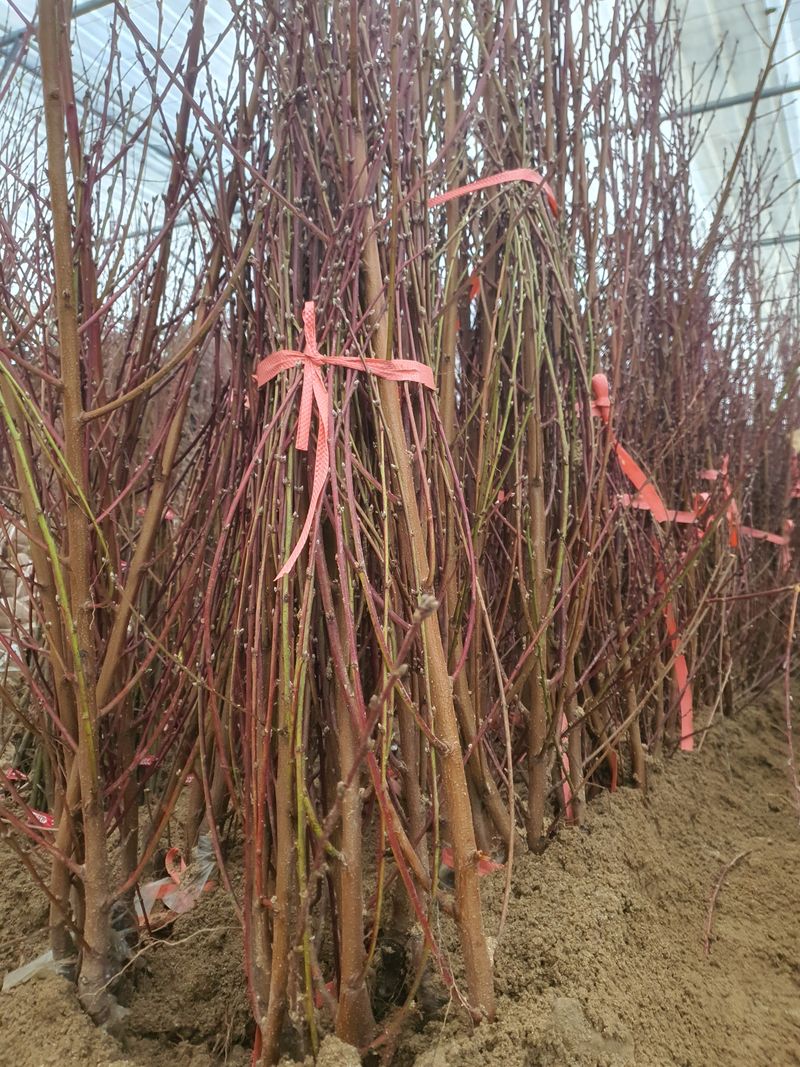 이경철님의 장터 판매 상품 [유실수 묘목 판매합니다] 첨부 사진