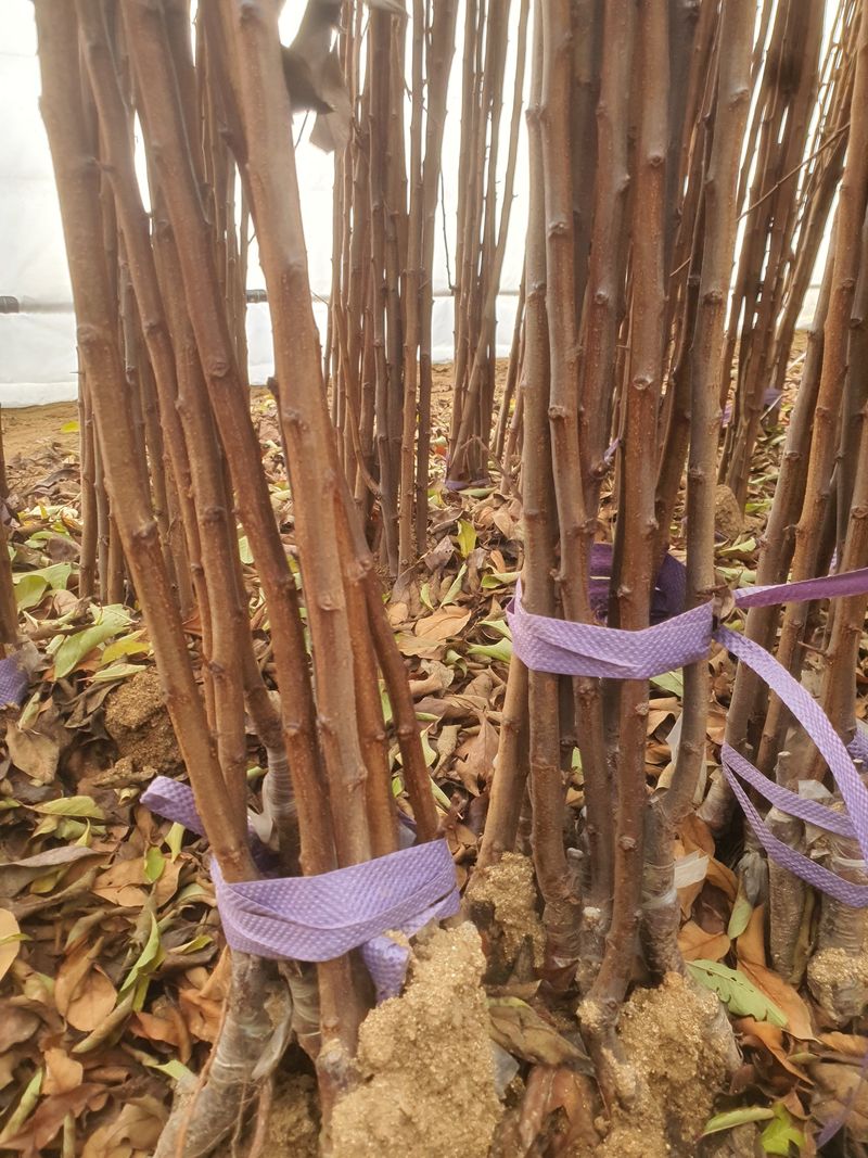 장터 상품 [유실수 묘목 판매합니다] 썸네일