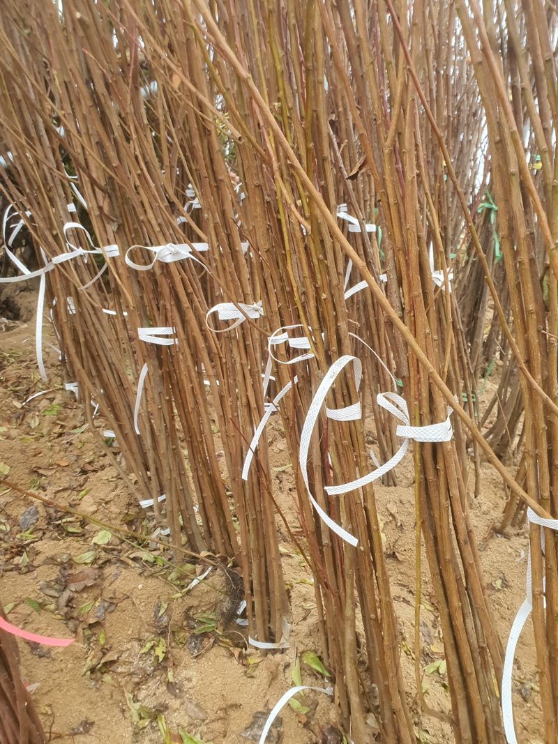 이경철님의 장터 판매 상품 [유실수 묘목 판매합니다] 첨부 사진