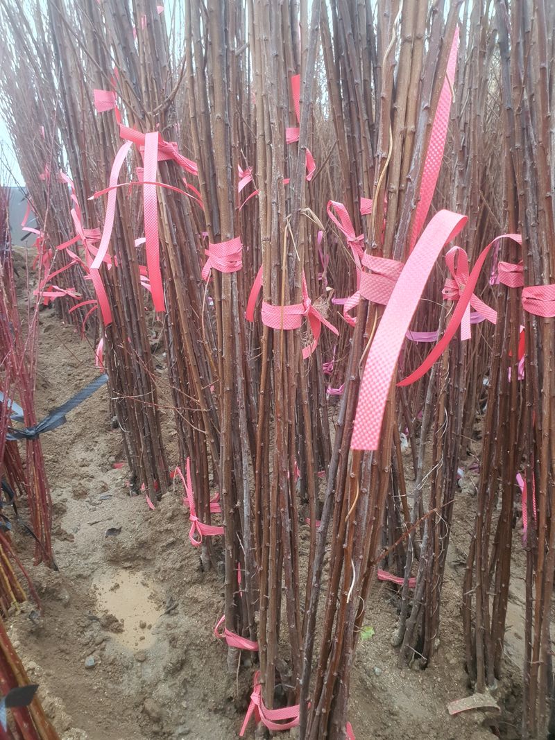 이경철님의 장터 판매 상품 [유실수 묘목 판매합니다] 첨부 사진