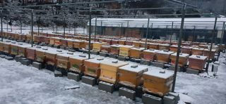 오소리와꿀벌들님의 작성글 사진