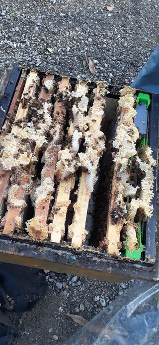 오소리와꿀벌들님의 작성글 사진