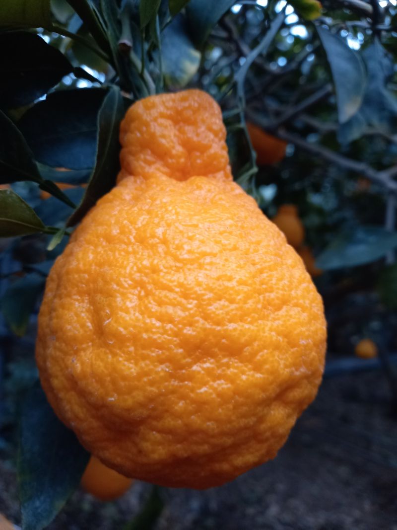 장터 상품 [한라봉 10kg] 썸네일