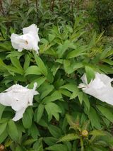 팜모닝 · 게시글 이미지