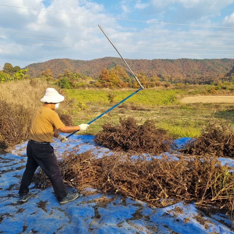 모두팜님의 장터 판매 상품 [들깨 판매합니다   5.5k ➡️  안정성검사 완료#무료배송#] 첨부 사진