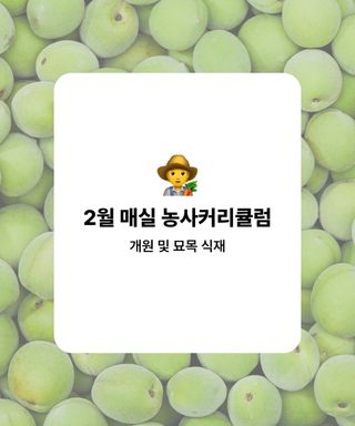 매실 농사도우미님의 매실 · 농사길잡이 작성글 사진
