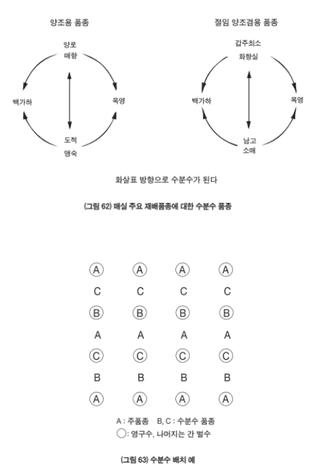 매실 농사도우미님의 매실 · 농사길잡이 작성글 사진
