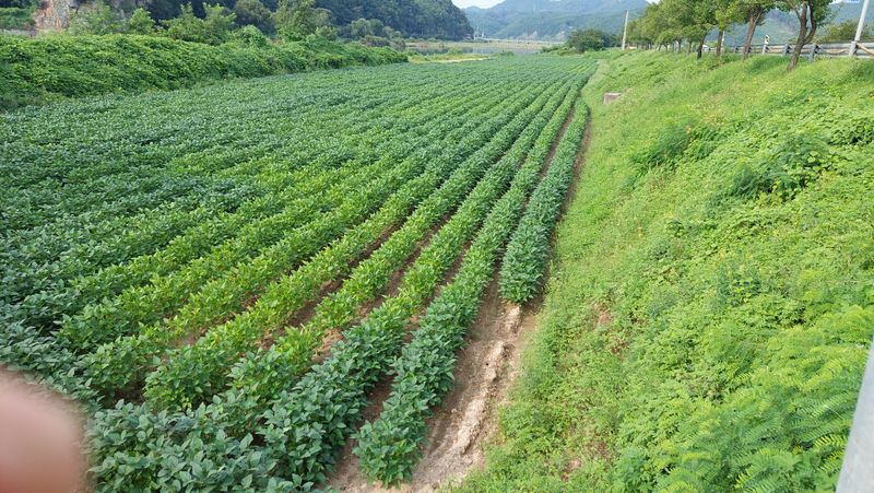 박진하님의 장터 판매 상품 [서리태 청자5호] 첨부 사진