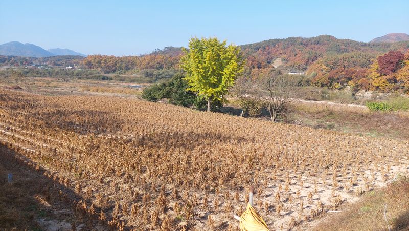 박진하님의 장터 판매 상품 [서리태 청자5호] 첨부 사진