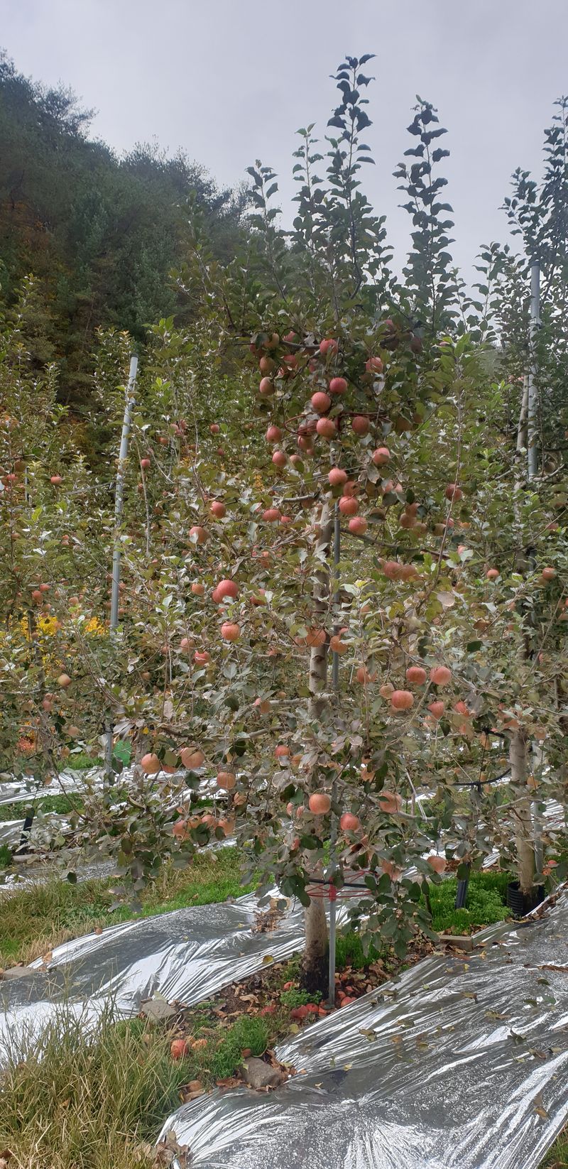 백두농원님의 장터 판매 상품 [봉화사과 10키로 미얀마부사 팝니다 ] 첨부 사진