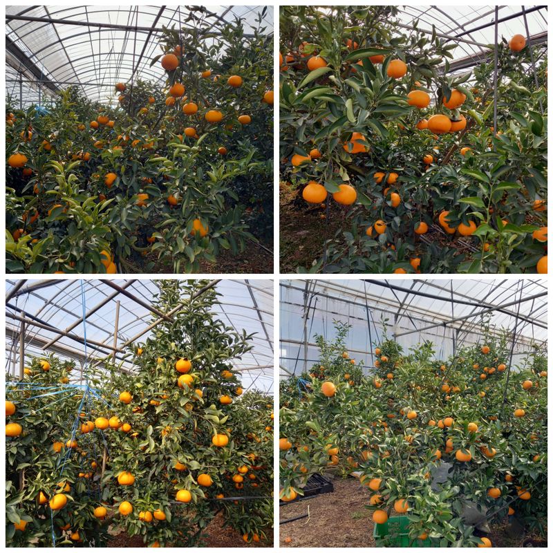 성민감귤농원님의 장터 판매 상품 [천혜향5kg] 첨부 사진