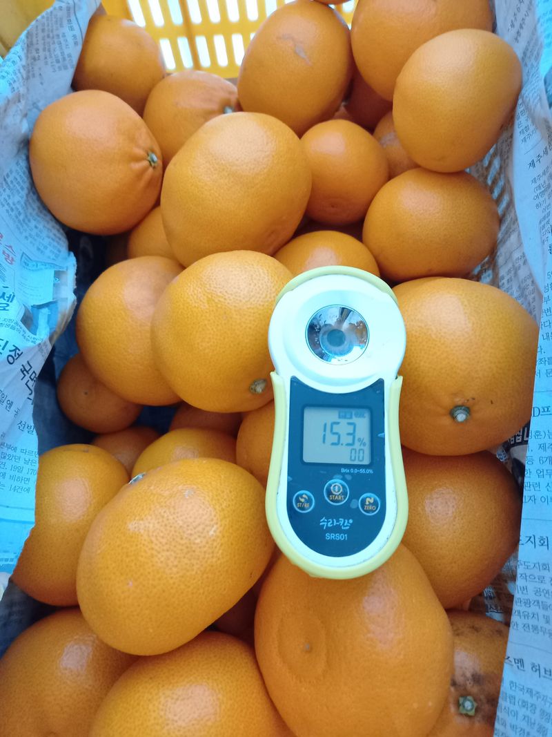 성민감귤농원님의 장터 판매 상품 [천혜향5kg] 첨부 사진