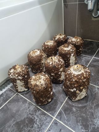 서광호님의 버섯 · 일상 작성글 사진