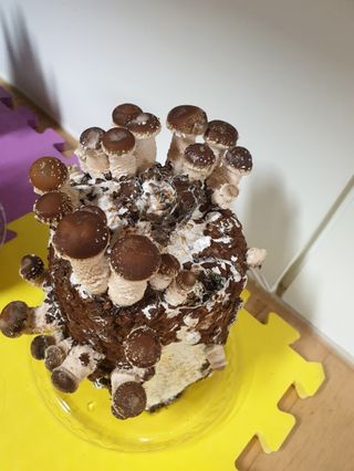 서광호님의 버섯 · 일상 작성글 사진