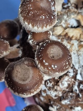 서광호님의 버섯 · 일상 작성글 사진